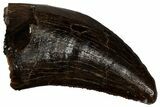 Serrated, Tyrannosaur (Nanotyrannus) Tooth - Montana #350392-1